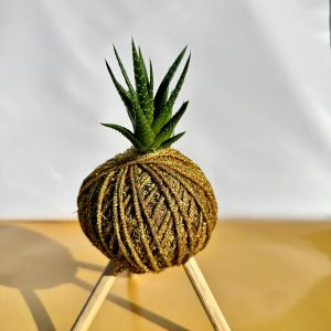 Naturel Haworthia Kokedama
