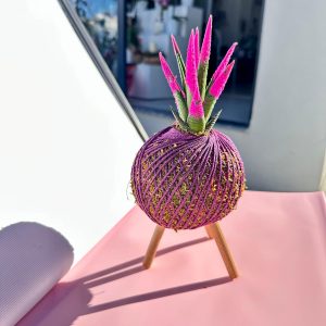 Pembe Haworthia Kokedama