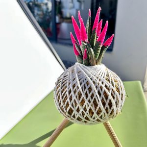 Beyaz Sarımlı Pembe Haworthia Kokedama