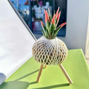 Turuncu Haworthia Kokedama